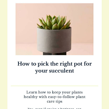 How to pick the right pot for your succulent