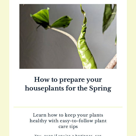 How to prepare your houseplants for the Spring