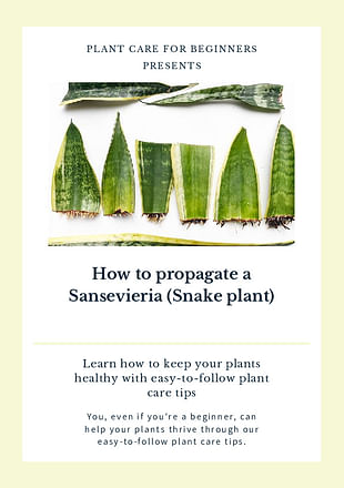 How to propagate a Sansevieria (Snake plant)