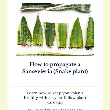 How to propagate a Sansevieria (Snake plant)