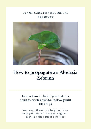 How to propagate an Alocasia Zebrina