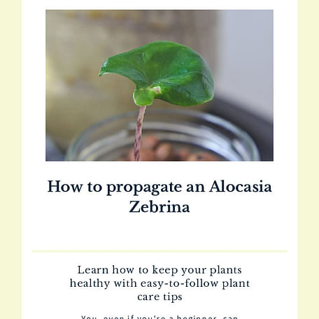 How to propagate an Alocasia Zebrina