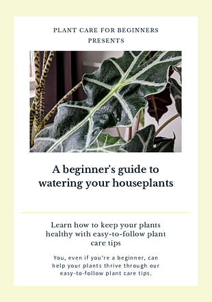 A beginner's guide to watering your houseplants
