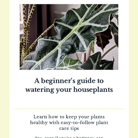 How do I properly water my plants?