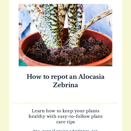 How to repot an Alocasia Zebrina