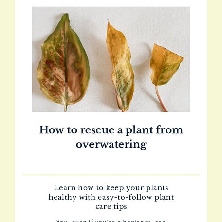 How to rescue a plant from overwatering