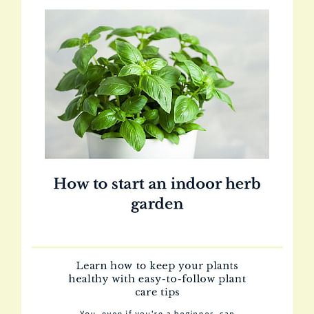 How to start an indoor herb garden