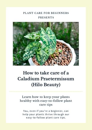 How to take care of a Caladium Praetermissum (Hilo Beauty)