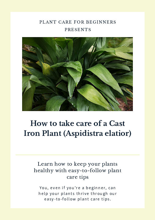 https://pcfb.gumlet.io/pdf/en/how-to-take-care-of-a-cast-iron-plant-aspidistra-elatior/cover.jpg?s=a34a5cb713e036c437337be2660ff635