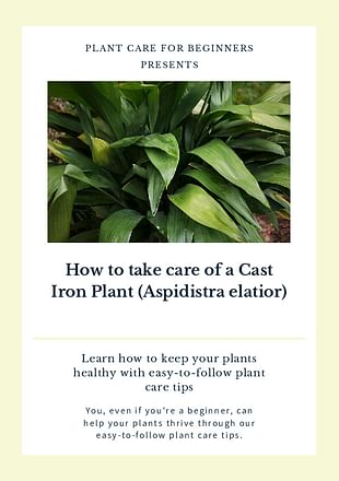 How to take care of a Cast Iron Plant (Aspidistra elatior)
