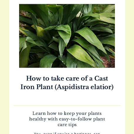 How to take care of a Cast Iron Plant (Aspidistra elatior)