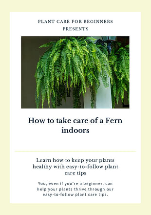 How to take care of a Fern indoors
