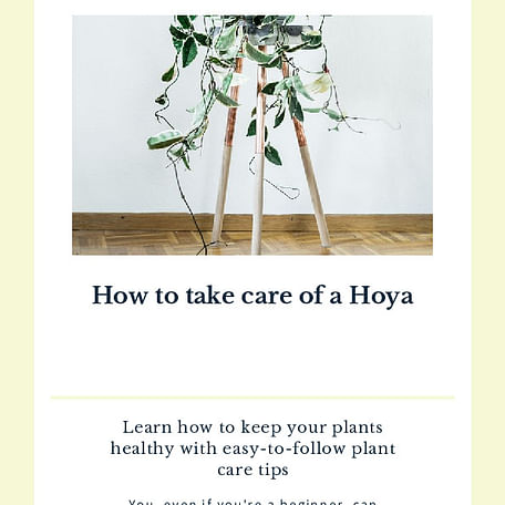 How to take care of a Hoya