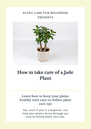 How to take care of a Jade Plant