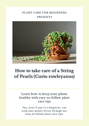 How to take care of a String of Pearls