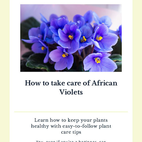 How to take care of African Violets
