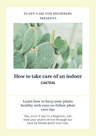 How to take care of an indoor cactus