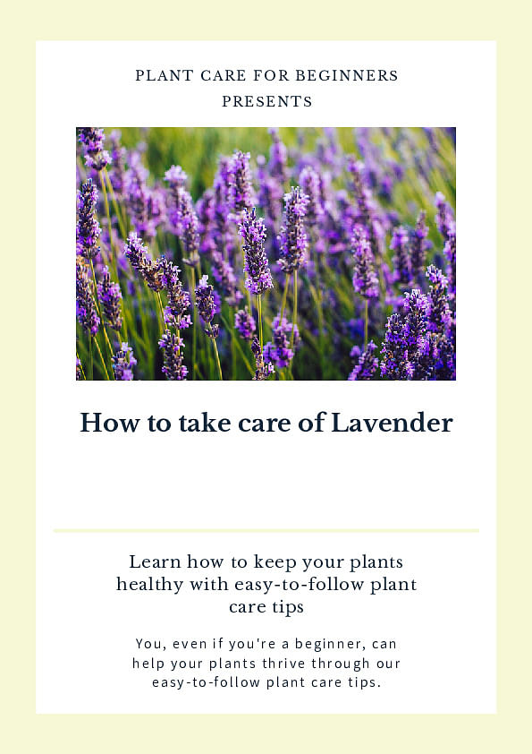 Shop for your How to take care of Lavender