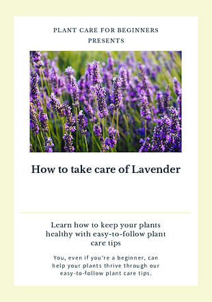 How to take care of Lavender