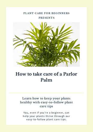 How to take care of a Parlor Palm