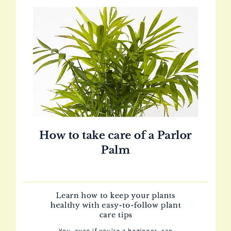 How to take care of a Parlor Palm