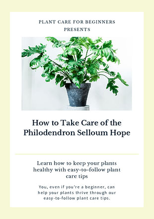How to Take Care of the Philodendron Selloum Hope