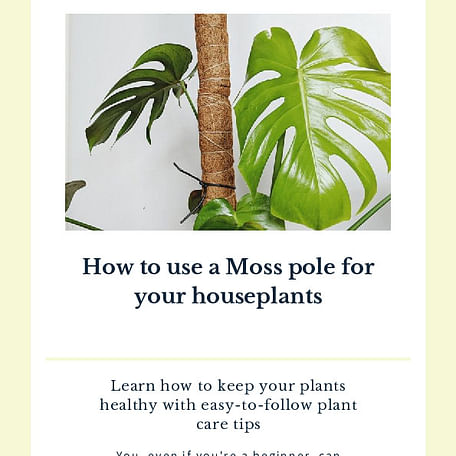 How to use a Moss pole for your houseplants