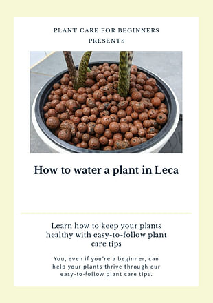 How to water a plant in Leca