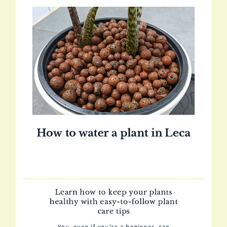 How to water a plant in Leca