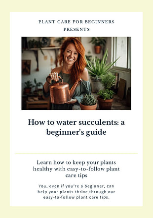 How to water succulents: a beginner's guide
