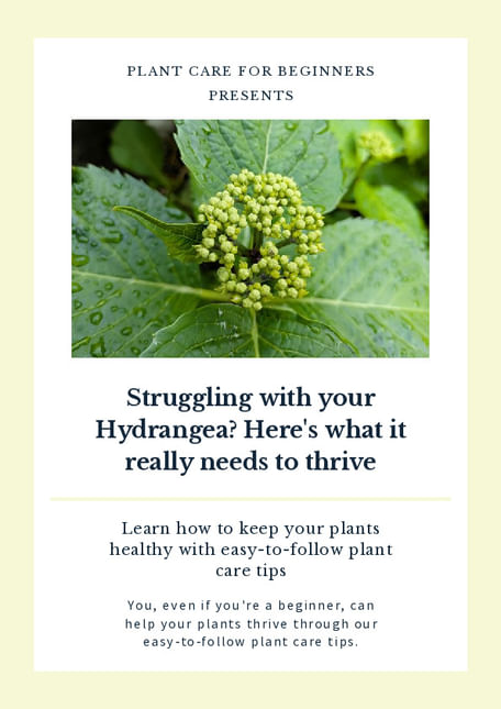 Struggling with your Hydrangea? Here's what it really needs to thrive