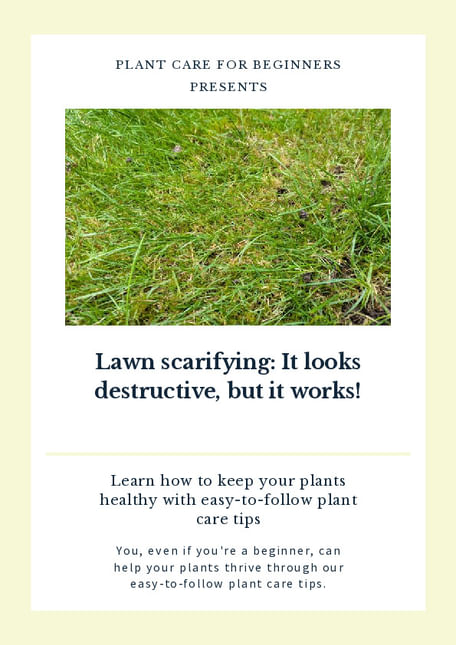 Lawn scarifying: It looks destructive, but it works!