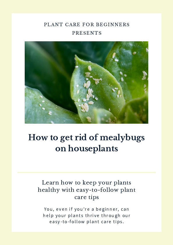 How to Get Rid of Mealybugs on your Indoor Plant