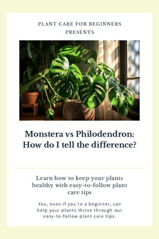 Monstera vs Philodendron: How do I tell the difference?