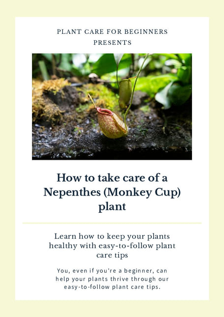How to take care of a Nepenthes (Monkey Cup) plant