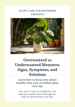 Overwatered vs Underwatered Monstera: Signs, Symptoms, and Solutions