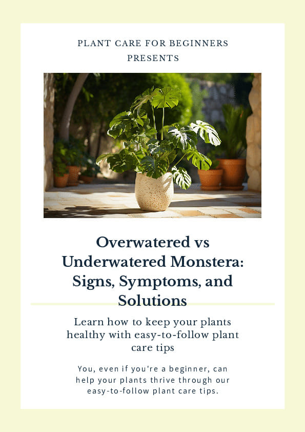 Shop For Your Overwatered Vs Underwatered Monstera Signs Symptoms shop-for-your-overwatered-vs-underwatered-monstera-signs-symptoms