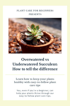 Overwatered vs Underwatered Succulent: How to tell the difference