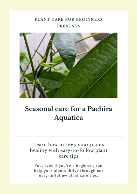Seasonal care for a Pachira Aquatica