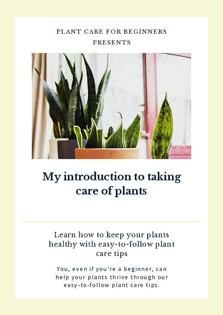 My introduction to taking care of plants