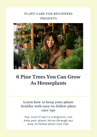 6 Pine Trees You Can Grow As Houseplants