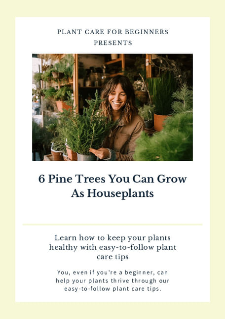 6 Pine Trees You Can Grow As Houseplants