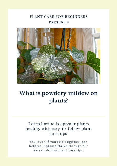 What is powdery mildew on plants?