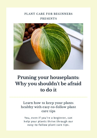 Pruning your houseplants: Why you shouldn't be afraid to do it