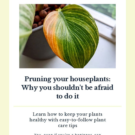 Pruning your houseplants: Why you shouldn't be afraid to do it