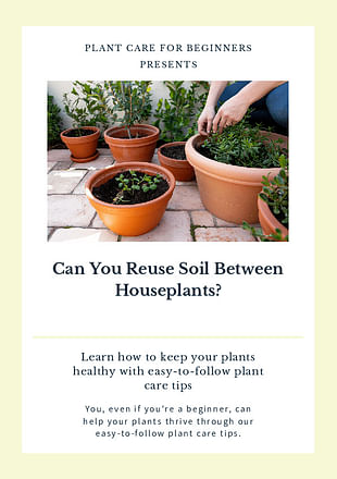 Can You Reuse Soil Between Houseplants?