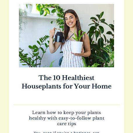 The 10 Healthiest Houseplants for Your Home