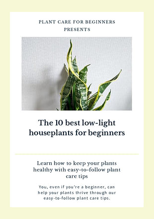 The 10 best low-light houseplants for beginners