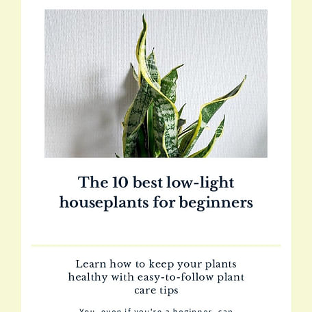 The 5 best low-light houseplants for beginners