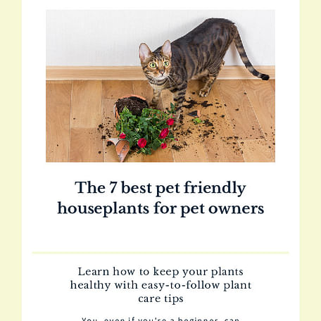 The best pet friendly houseplants for pet owners